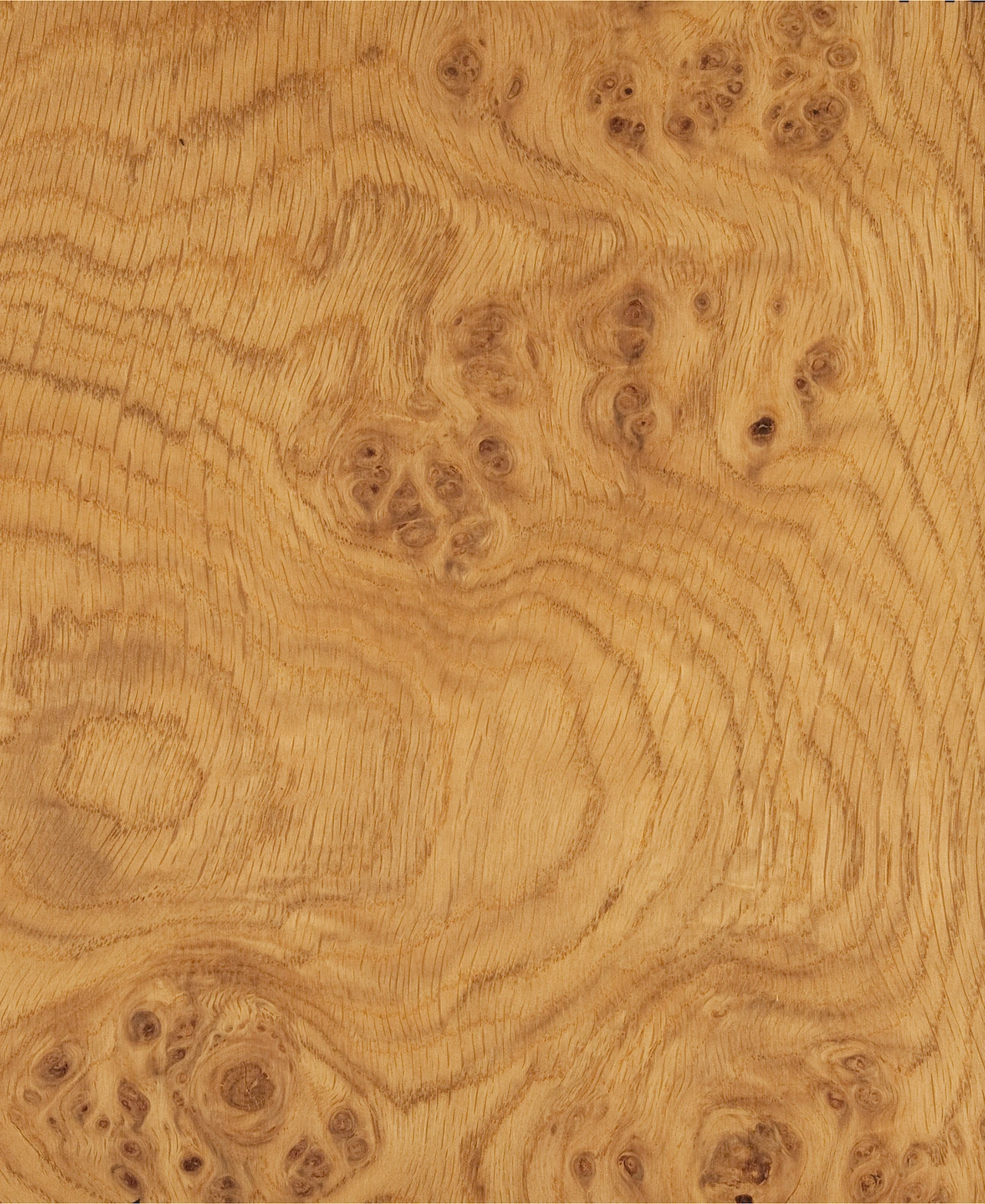 Oak burl natural