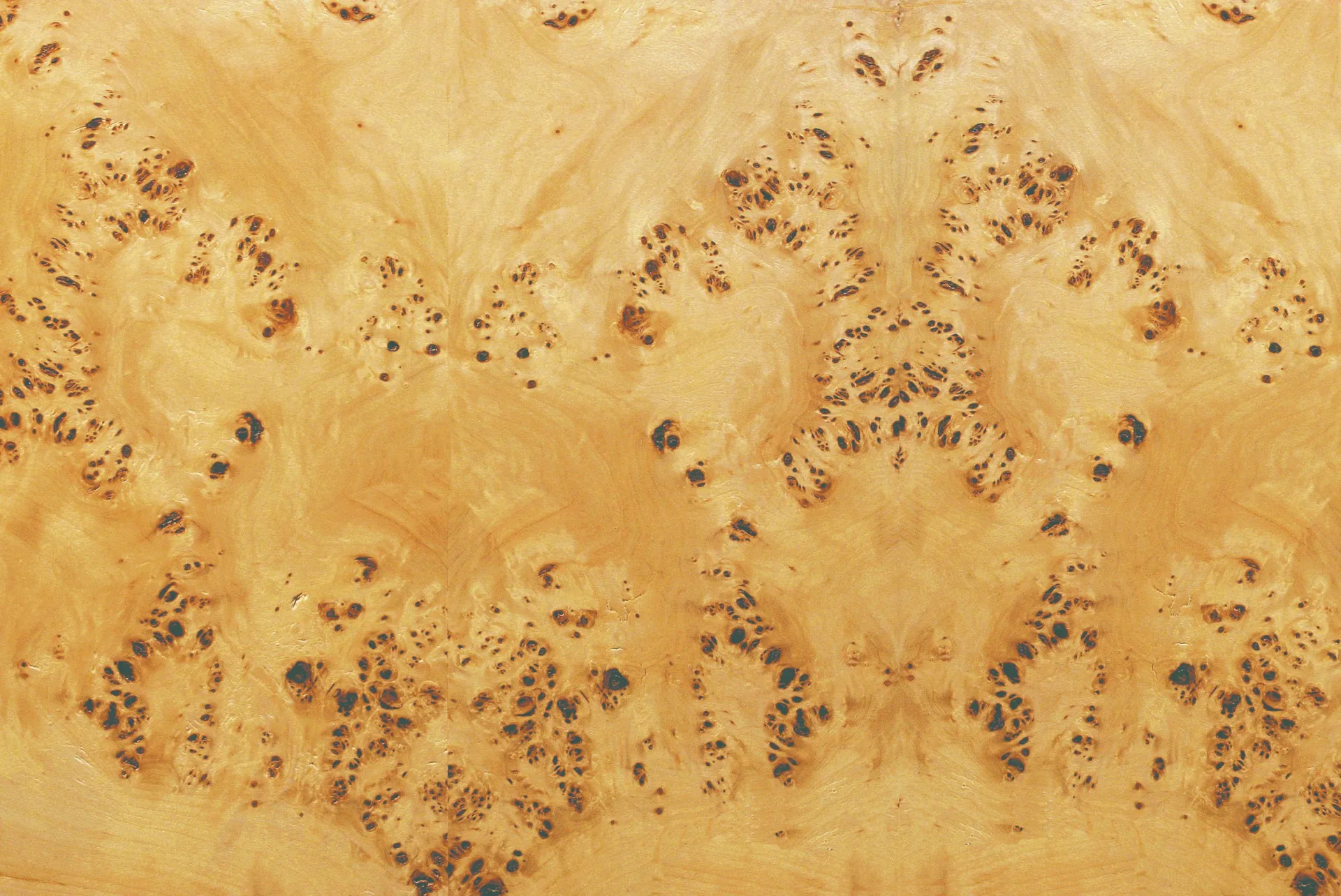 Poplar burl natural